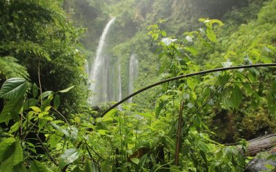Descubre la Amazonía 2025: Una Experiencia Cultural y Educativa Única